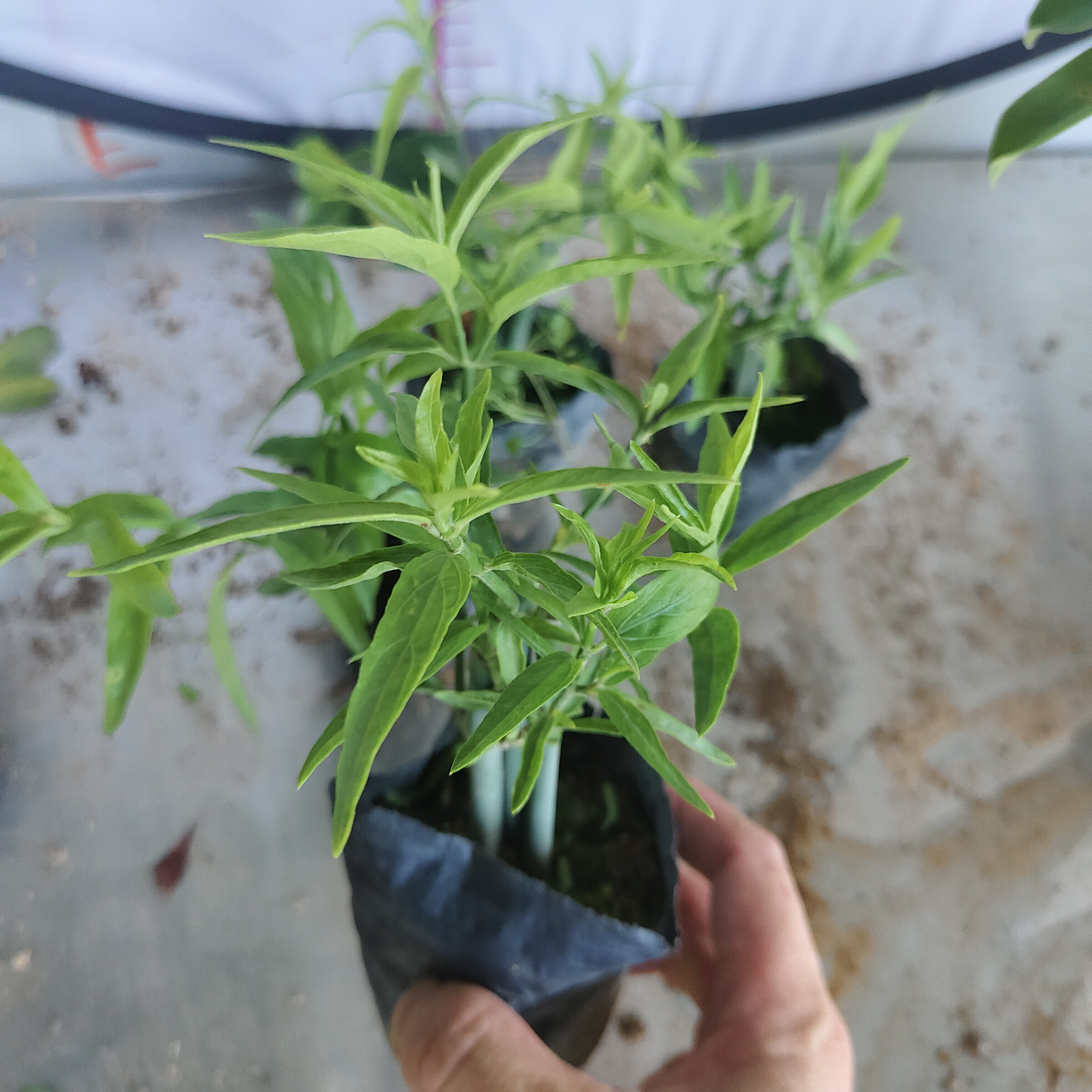 忧遁草苗 鳄嘴花种植苗 黎王草造型盆景