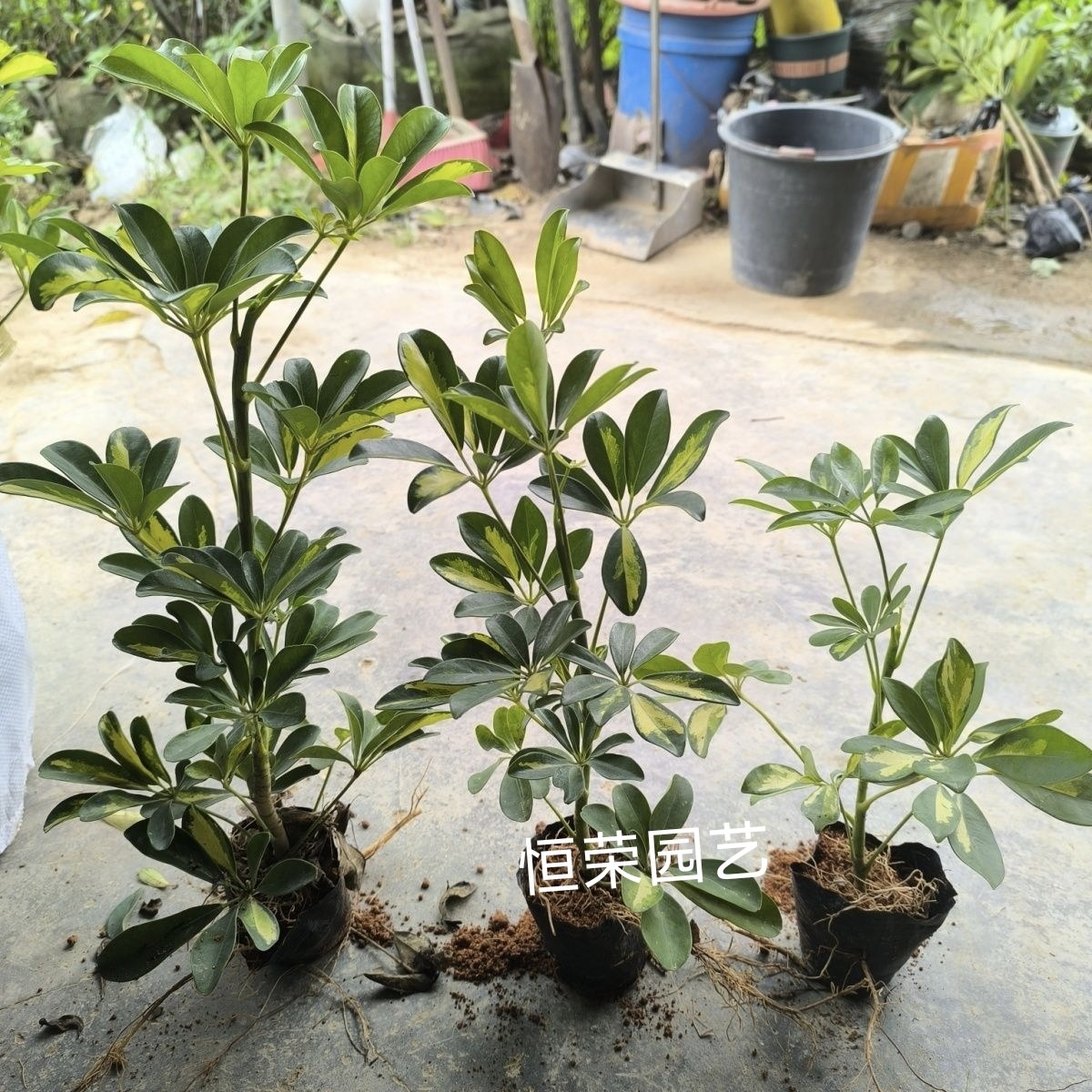 鸭脚木黄金色客厅室内耐阴盆栽绿植带土发货招财树八方来财吸甲醛