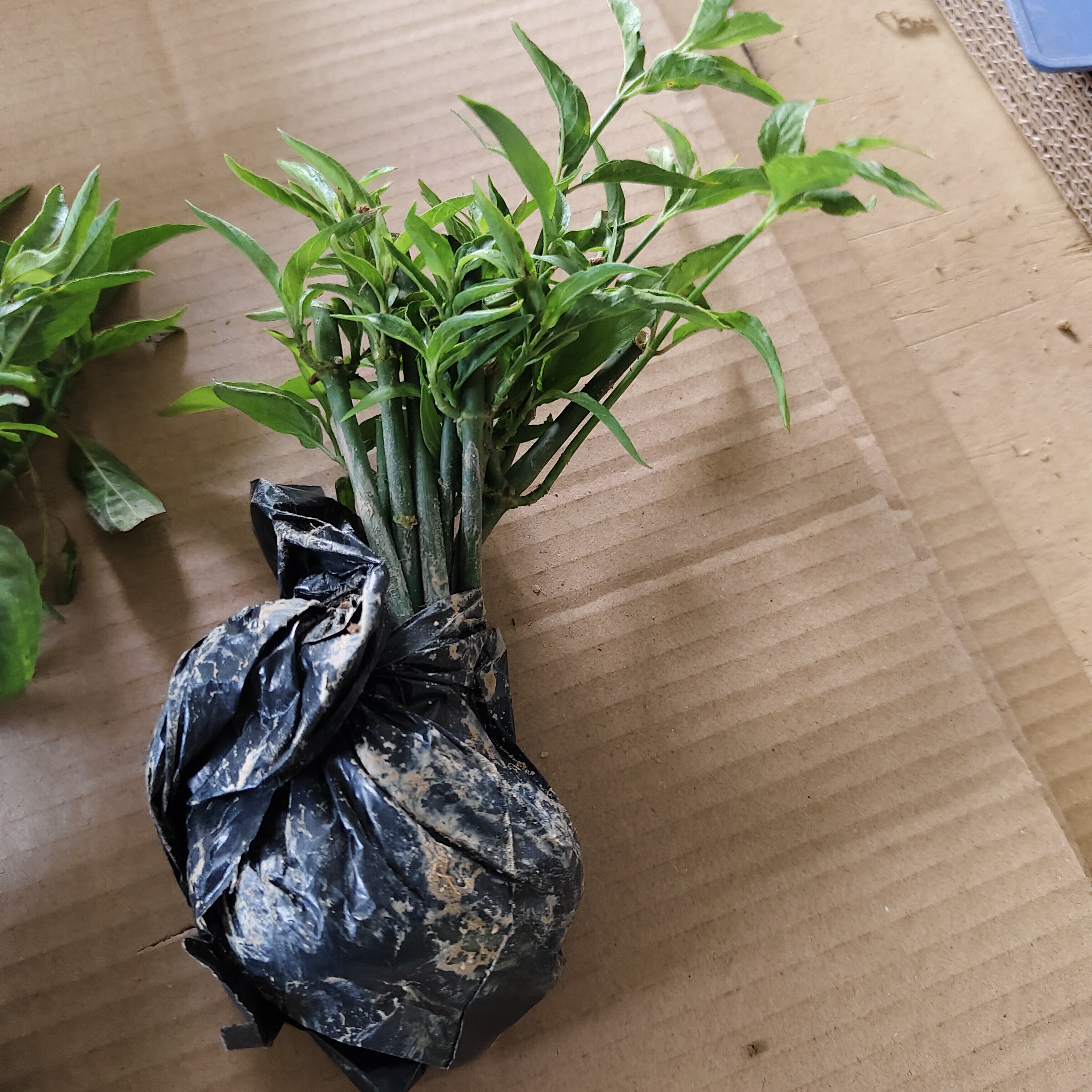 忧遁草种植苗 鳄嘴花种植苗 黎造型盆景