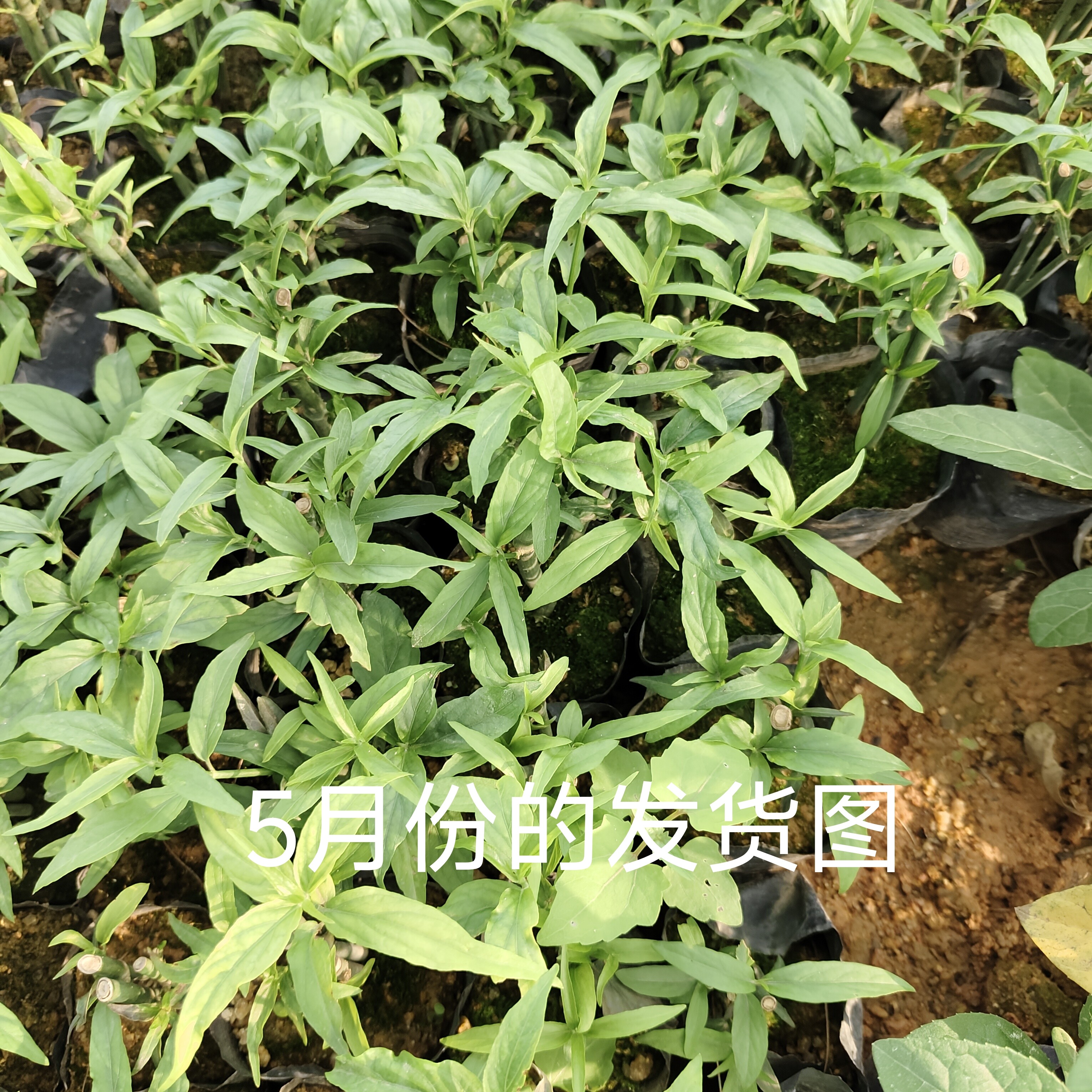 忧遁草种植苗 鳄嘴花种植苗 黎造型盆景