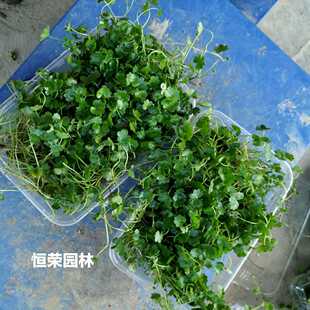 天胡荽苗遍地锦草苗土地锦苗铺地锦盆栽苗带土发货破铜钱苗小苗