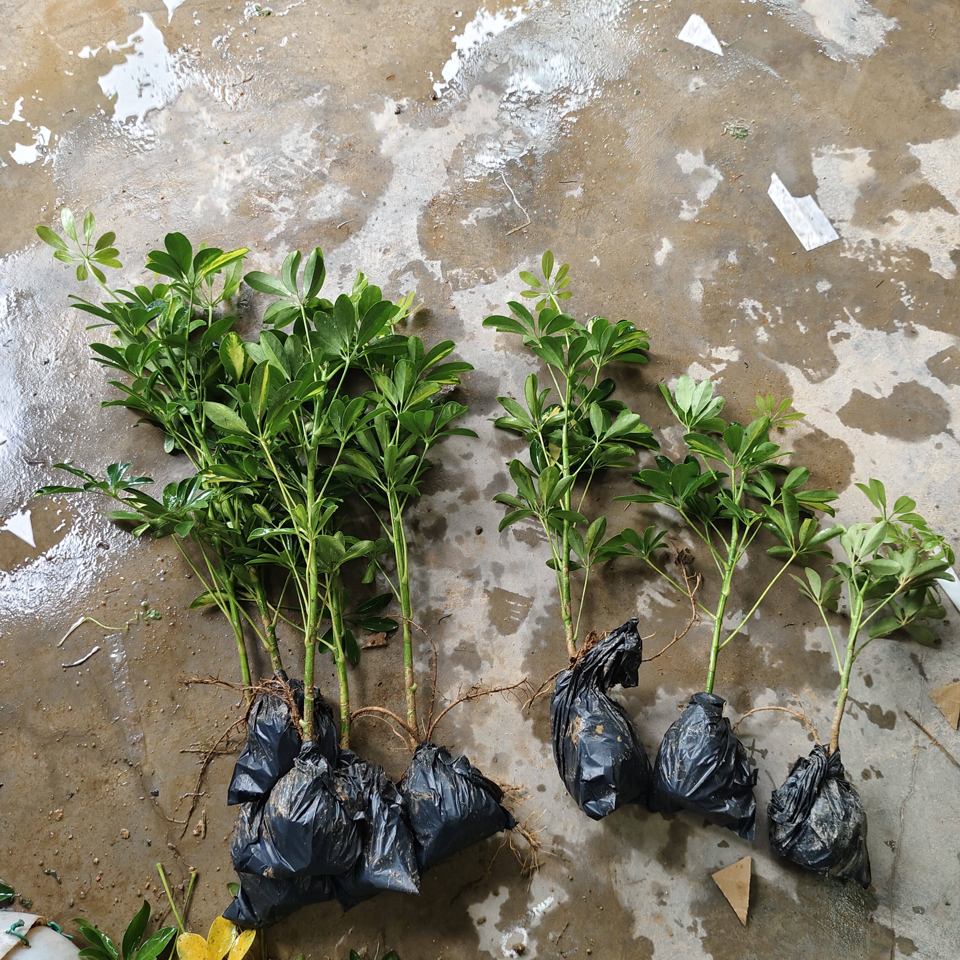 鸭脚木盆栽苗 八方来财种植苗 绿植苗 七叶莲种植苗 鹅掌木苗绿植