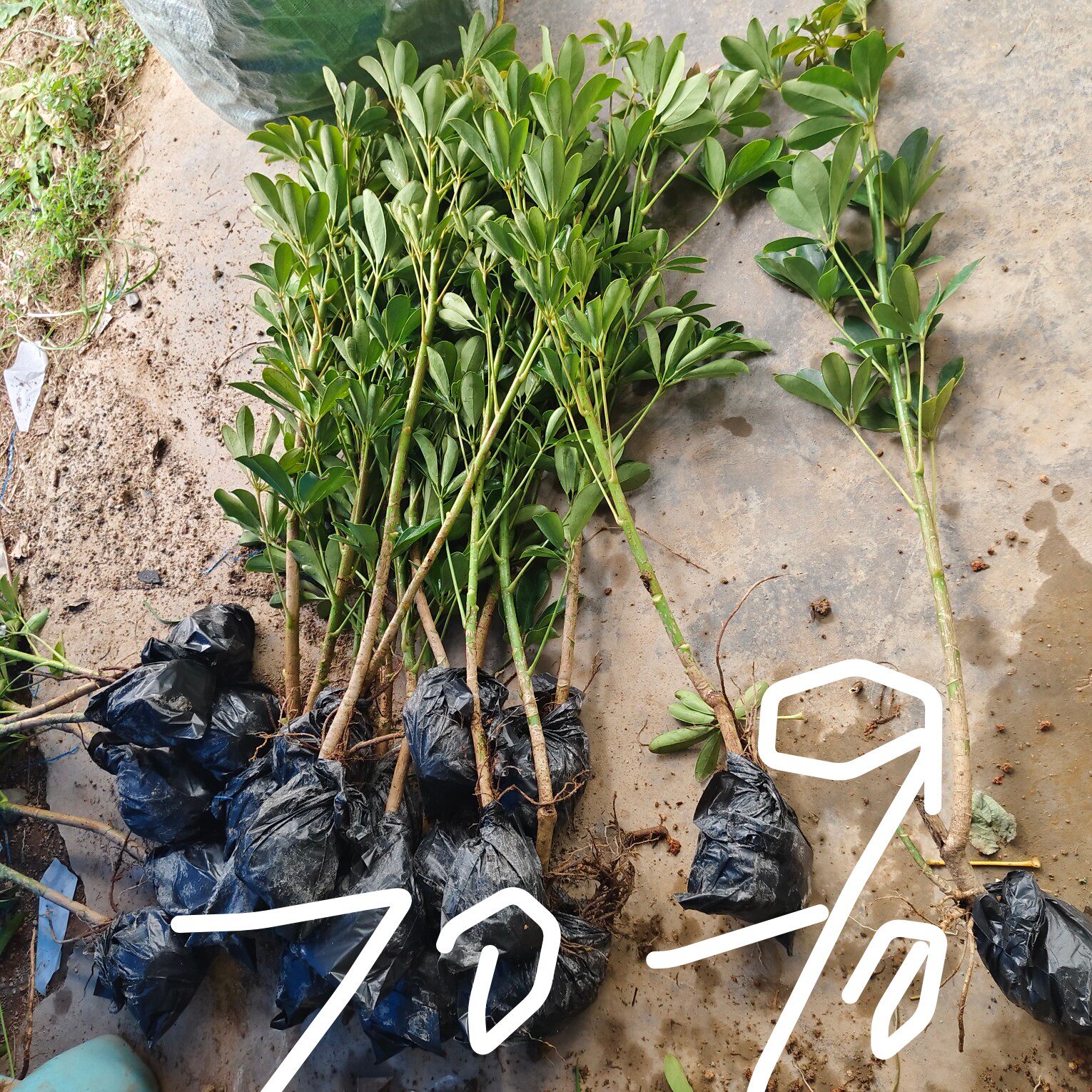 鸭脚木苗招财树吸甲醛鹅掌柴苗七叶莲绿植可水培植物盆栽八方来财