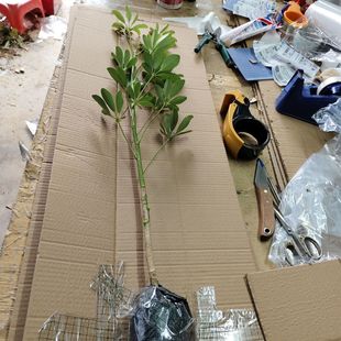 鸭脚木苗招财树吸甲醛鹅掌柴苗七叶莲绿植可水培植物盆栽八方来财