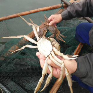 精品足特大两公蟹4.5两母蟹3.5两鲜活大闸蟹现货蟹农小俞 活蟹