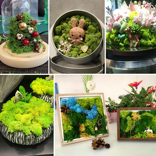 仿真绿植造景永生苔藓微景观装饰