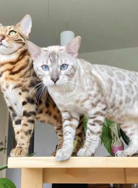 孟加拉纯种豹猫幼崽活幼体小猫宠物猫咪玩具虎赛级雪豹纹血统猫舍