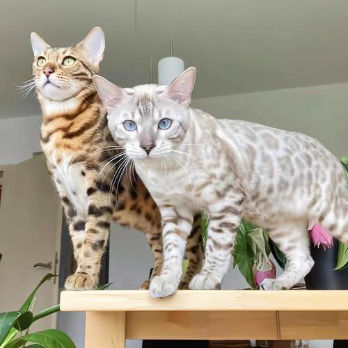 孟加拉纯种豹猫幼崽活幼体小猫宠物猫咪玩具虎赛级雪豹纹血统猫舍