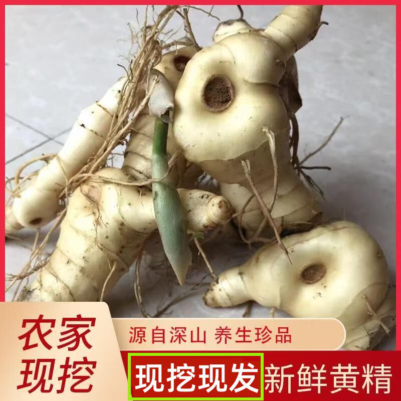 新鲜黄精笔管菜鲜黄精老虎姜野生黄精野生鸡头黄精滋补品泡酒泡茶