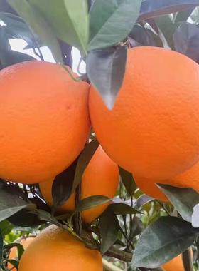 老盛脐橙正宗纽荷尔天然维生素C拒绝催熟打蜡