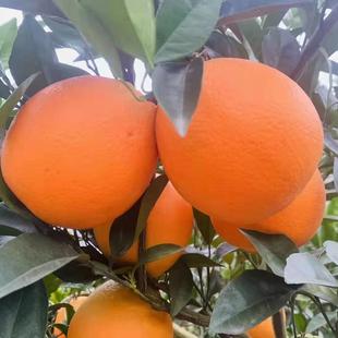 老盛脐橙正宗纽荷尔天然维生素C拒绝催熟打蜡