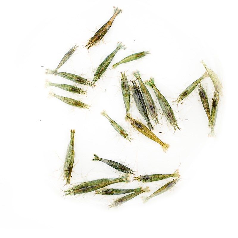 黑壳虾除藻淡水草虾清洁饲料工具鱼缸小草缸水族箱造景套餐观赏虾,宠物/宠物食品及用品,造景/装饰,淘宝优惠券,粉丝福利购,淘宝优惠卷