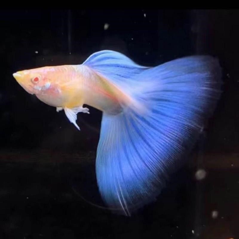 孔雀鱼纯种天空蓝缎带蝶翼大C种鱼蓝白燕尾热带观赏鱼淡水鱼