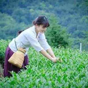 摘茶叶的筐专用篓子采茶叶的篮子采茶篓竹篓采茶筐背篓筐子竹编