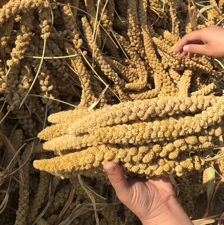天然谷穗 鹦鹉零食 黄谷穗 仓鼠粮 小米穗 优质 农家自种一件包邮,宠物/宠物食品及用品,鸟禽其他,淘宝优惠券,粉丝福利购,淘宝优惠卷