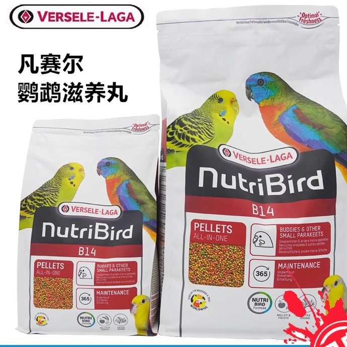 比利时凡赛尔b14鹦鹉试吃鹦鹉