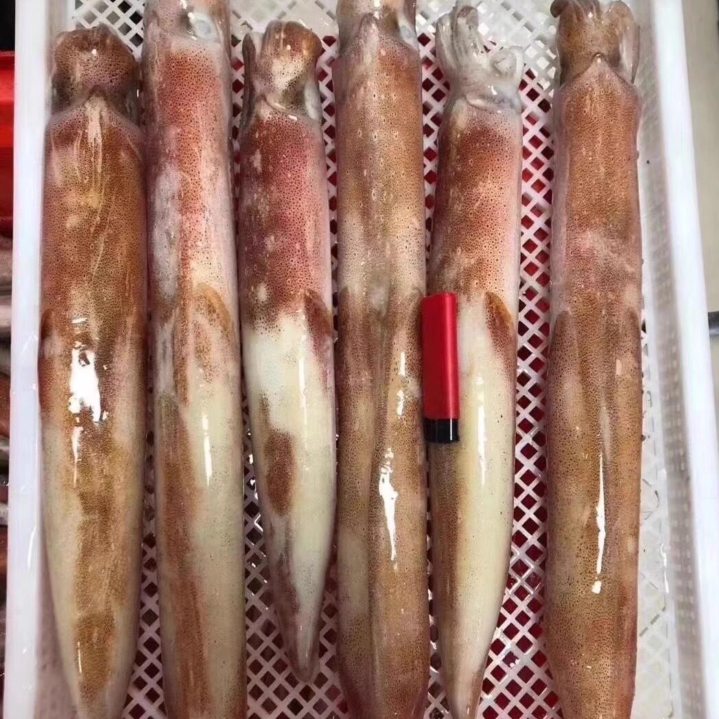 东山岛海鲜 鱿鱼 活冻大管 刺身 白灼 本港小船钓管各种规格 包邮