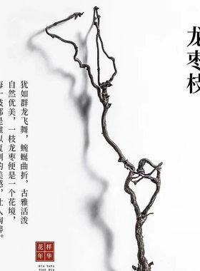 龙枣干树枝天然弯曲禅意干枝插花