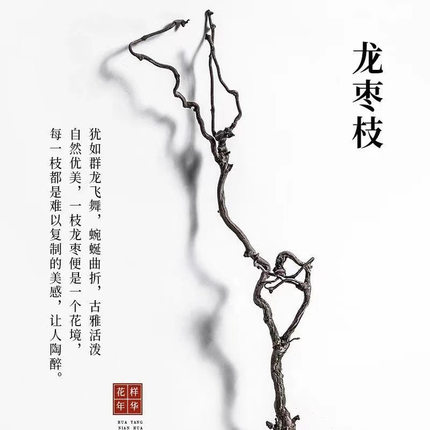 龙枣干枝树枝树干装饰天然弯曲龙爪插花干枝侘寂艺术风干禅意干花