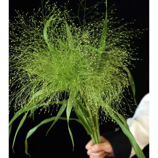 喷泉草鲜花鲜切花水培客厅插花束配花配草绿植龙须草云南基地直发