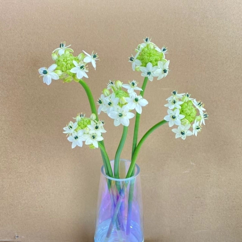 圣心百合雀梅天鹅绒鲜花水培插花