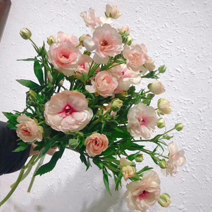 蝴蝶洋牡丹单瓣珠光毛茛水养水培当季时令鲜切花客厅家用插花直发