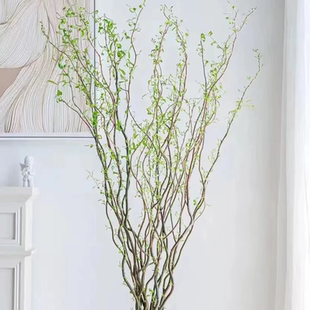 龙柳雪柳新鲜枝条水培生根长叶婚礼拱门客厅餐厅装饰辅材云南包邮