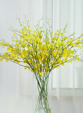 跳舞兰黄色文心兰鲜切花水养鲜花真花材家用室内餐桌装饰云南直发
