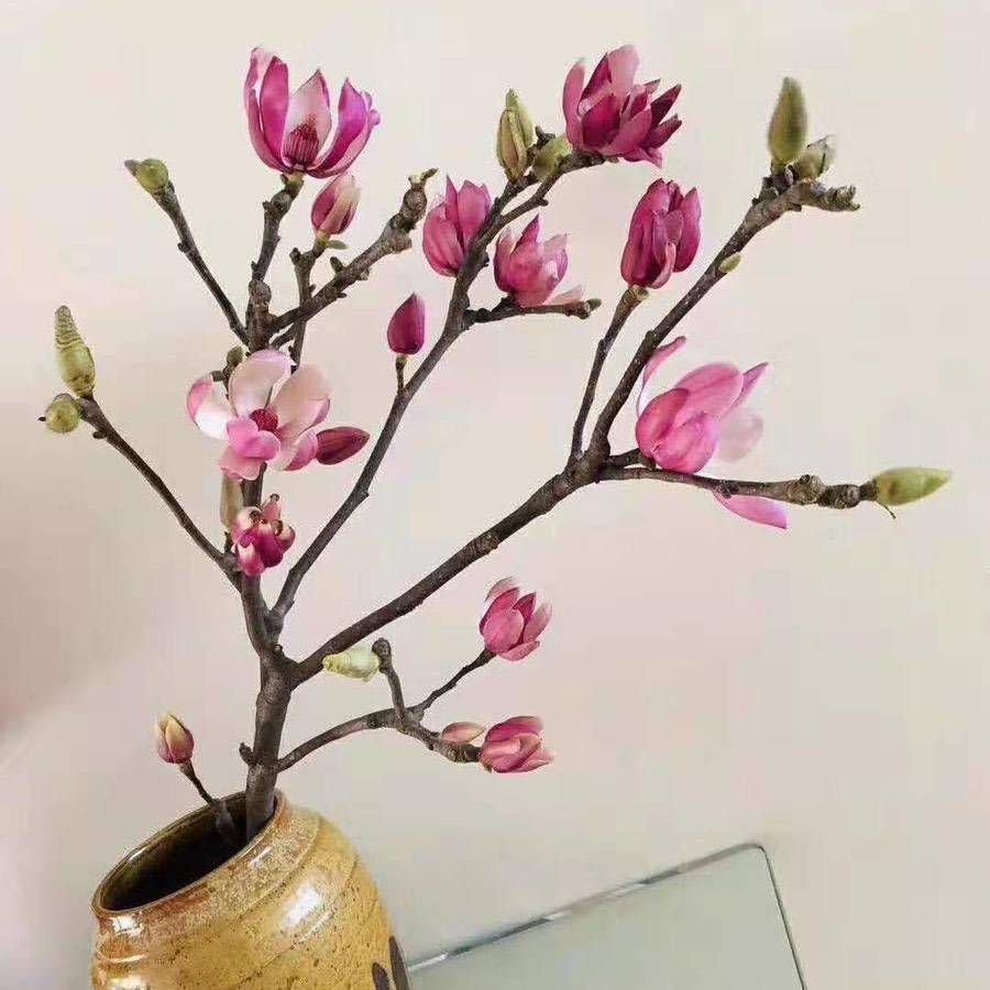 玉兰花白粉紫色鲜切枝条水养年宵花客厅餐厅宴会插花云南基地包邮,鲜花速递/花卉仿真/绿植园艺,花材,淘宝优惠券,粉丝福利购,淘宝优惠卷