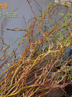 金龙柳客厅餐厅宴会厅鲜切枝水养