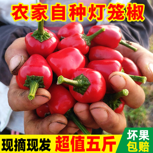 现摘新鲜红弹头灯笼椒草莓辣椒海椒圆珠泡椒剁椒专用香辣5斤尖椒