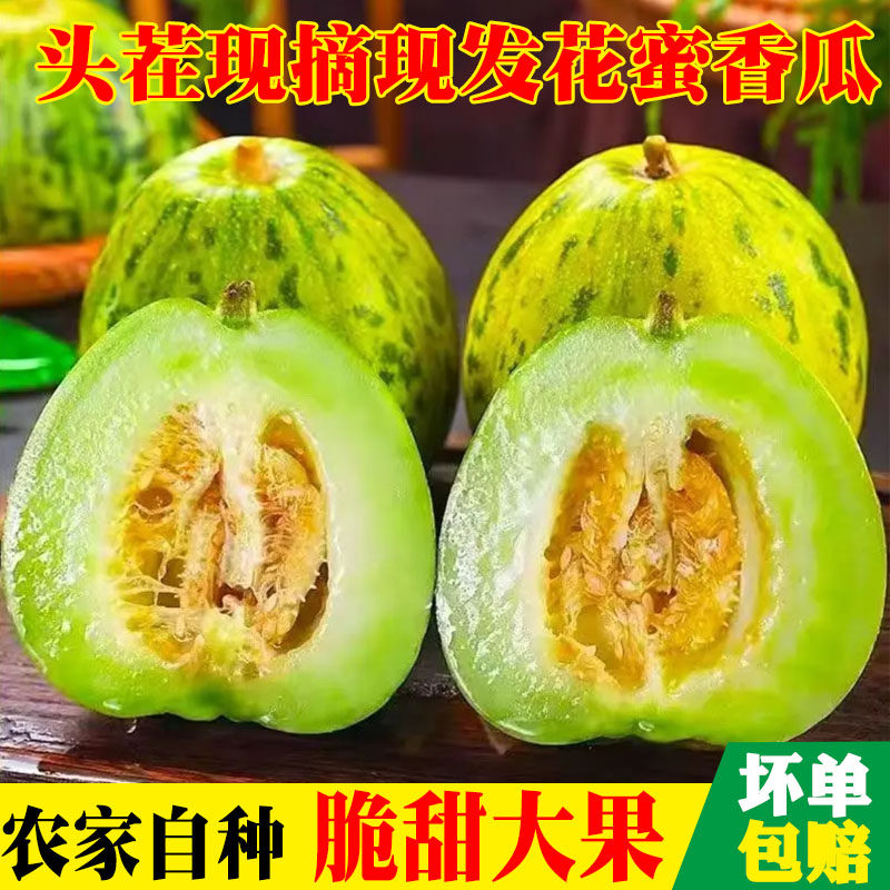 现摘农家花美人甜瓜八里香小香瓜新鲜当季水果脆瓜花皮花蕾花姑娘