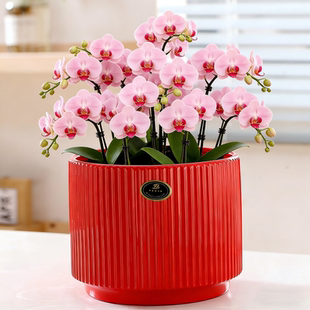 陶瓷年霄花盆大号特大号家用大厅中国红花盆绿萝兰花盆带托盘特价