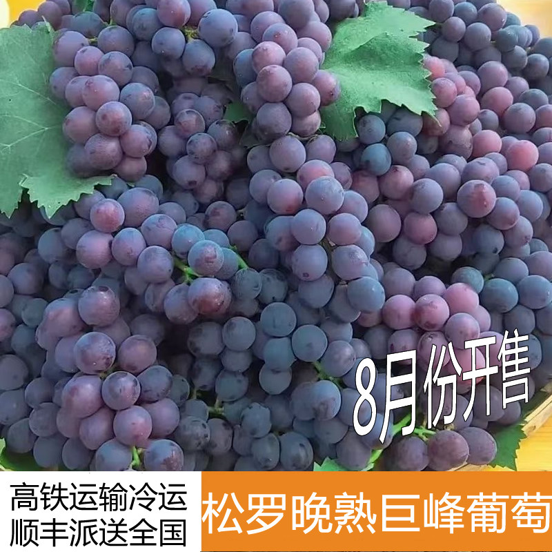 松罗晚熟葡萄顺丰送超甜多汁巨峰