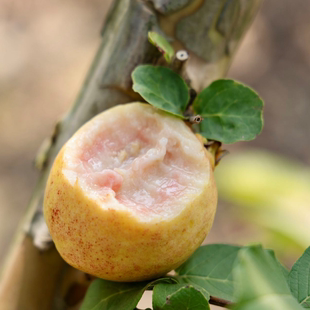樱桃芭乐 | 软糯清甜 香气馥郁 绵密丝滑的奶油口感 成熟度高空运