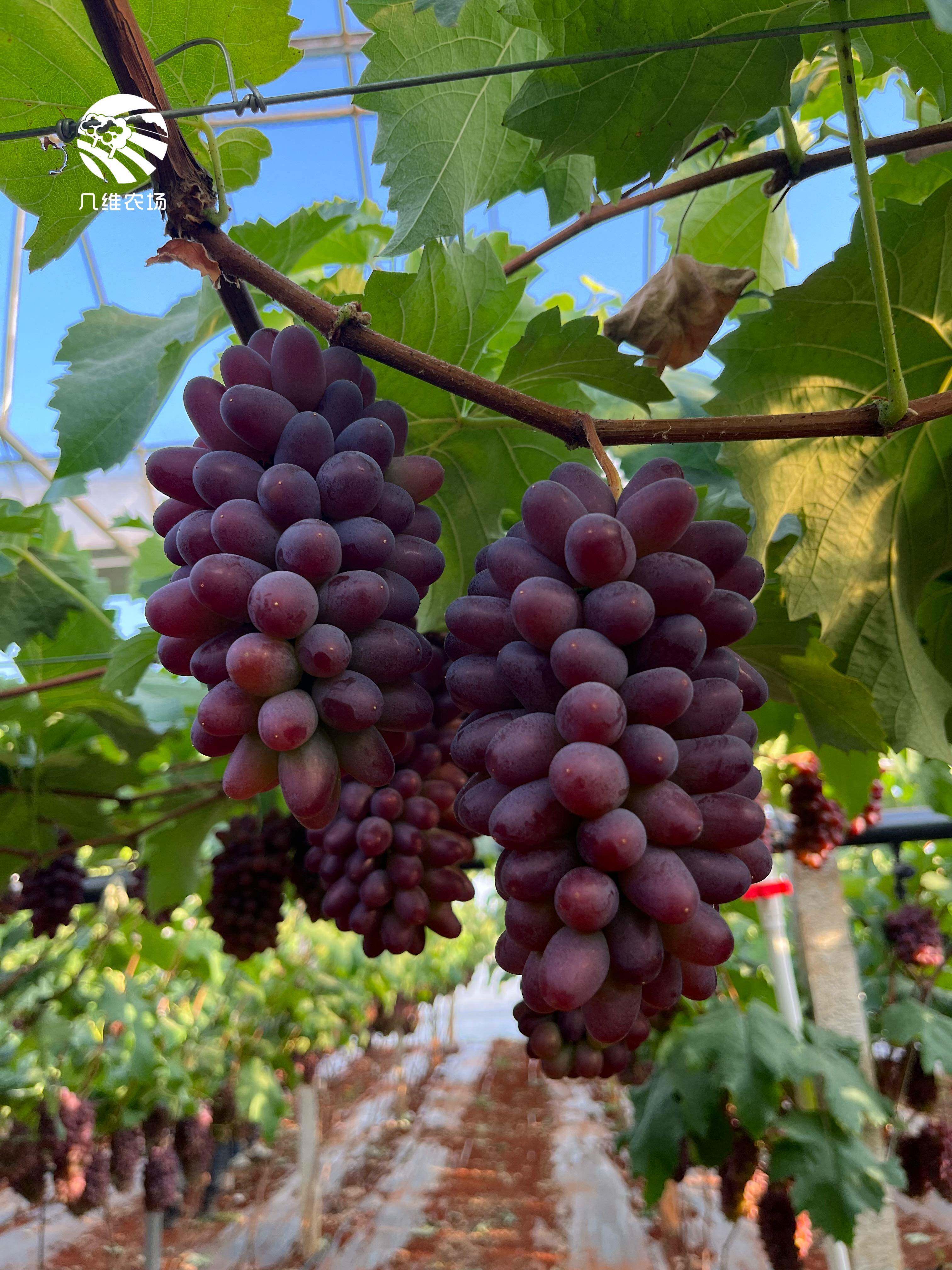 北树 云南茉莉香葡萄新鲜无籽香甜红提子当季玫瑰香水果 顺丰包邮