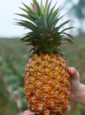 九七树下凤梨树上熟凤梨多规格顺丰包邮新鲜现摘菠萝手撕凤梨大果