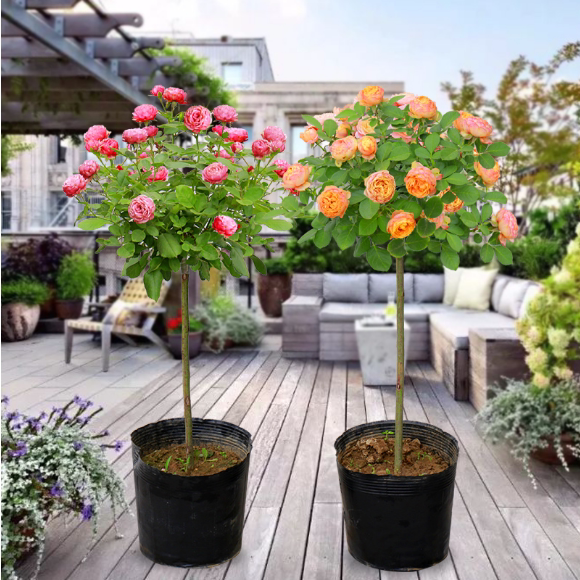 高杆月季花树多色树桩老桩玫瑰月季花苗特大花树桩月季棒棒糖月季