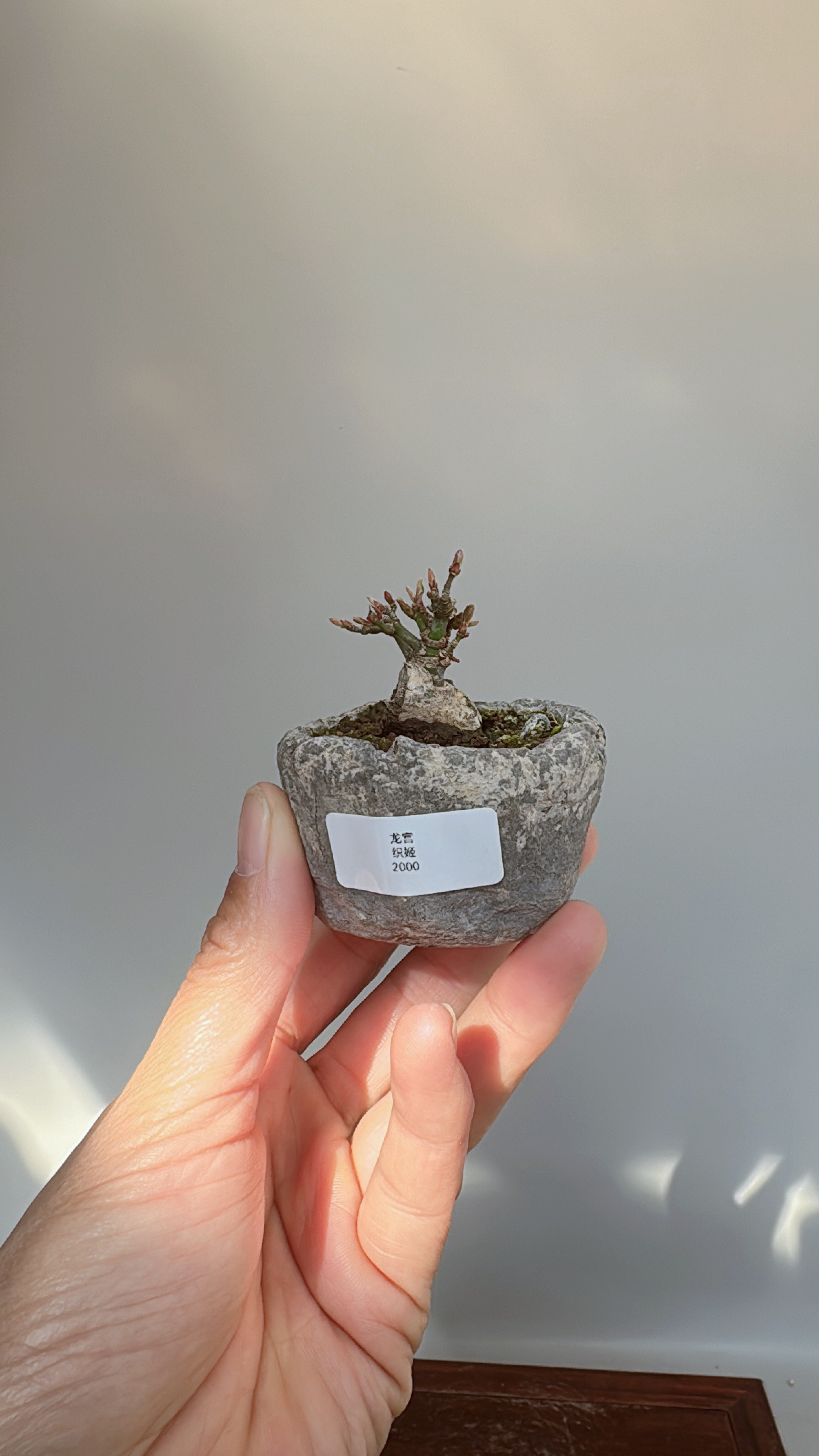 禅意日本进口豆盆龙宫织姬枫树坨坨精品微型盆景实物老桩造型绿植