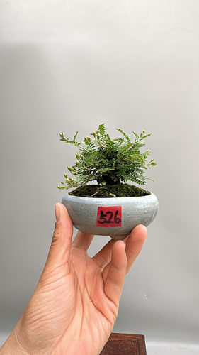 日本进口姬山椒名古屋原生微型盆景实物老桩精品小品绿植物花卉