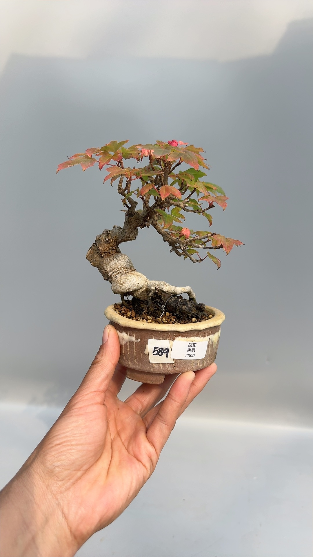 禅意日本关野正唐枫小叶微型盆景盆栽原生进口老桩精品实物小品