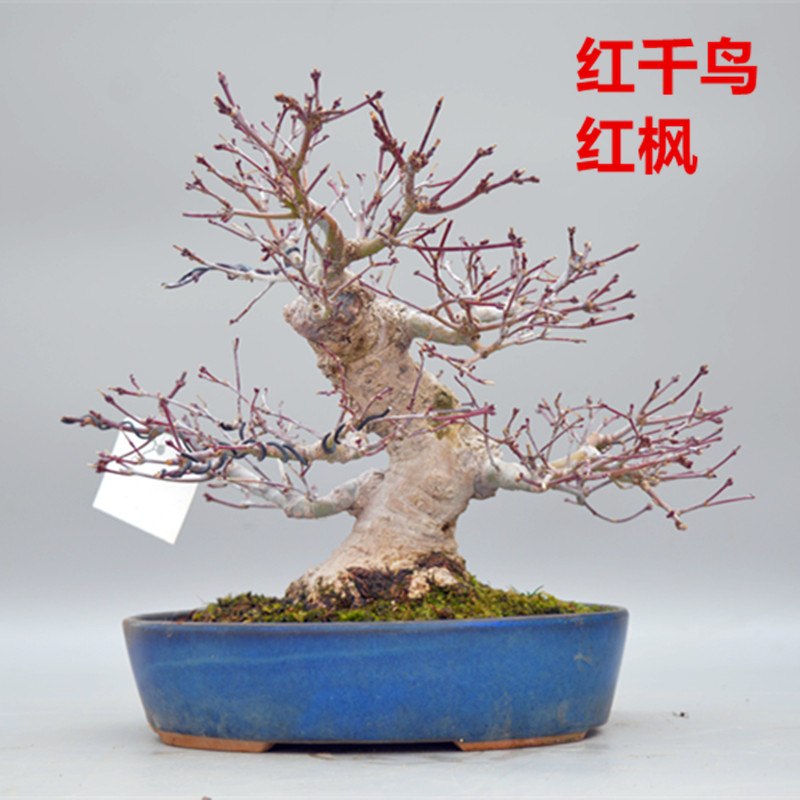 禅意日本矮霸红千鸟红枫树微型盆景盆栽实物老桩进口原生精品绿植