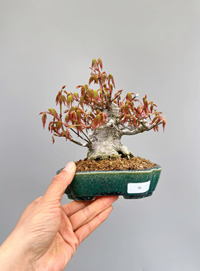 日本原生枫树山红叶小品微型精品矮霸盆景实物老桩进口好养绿植