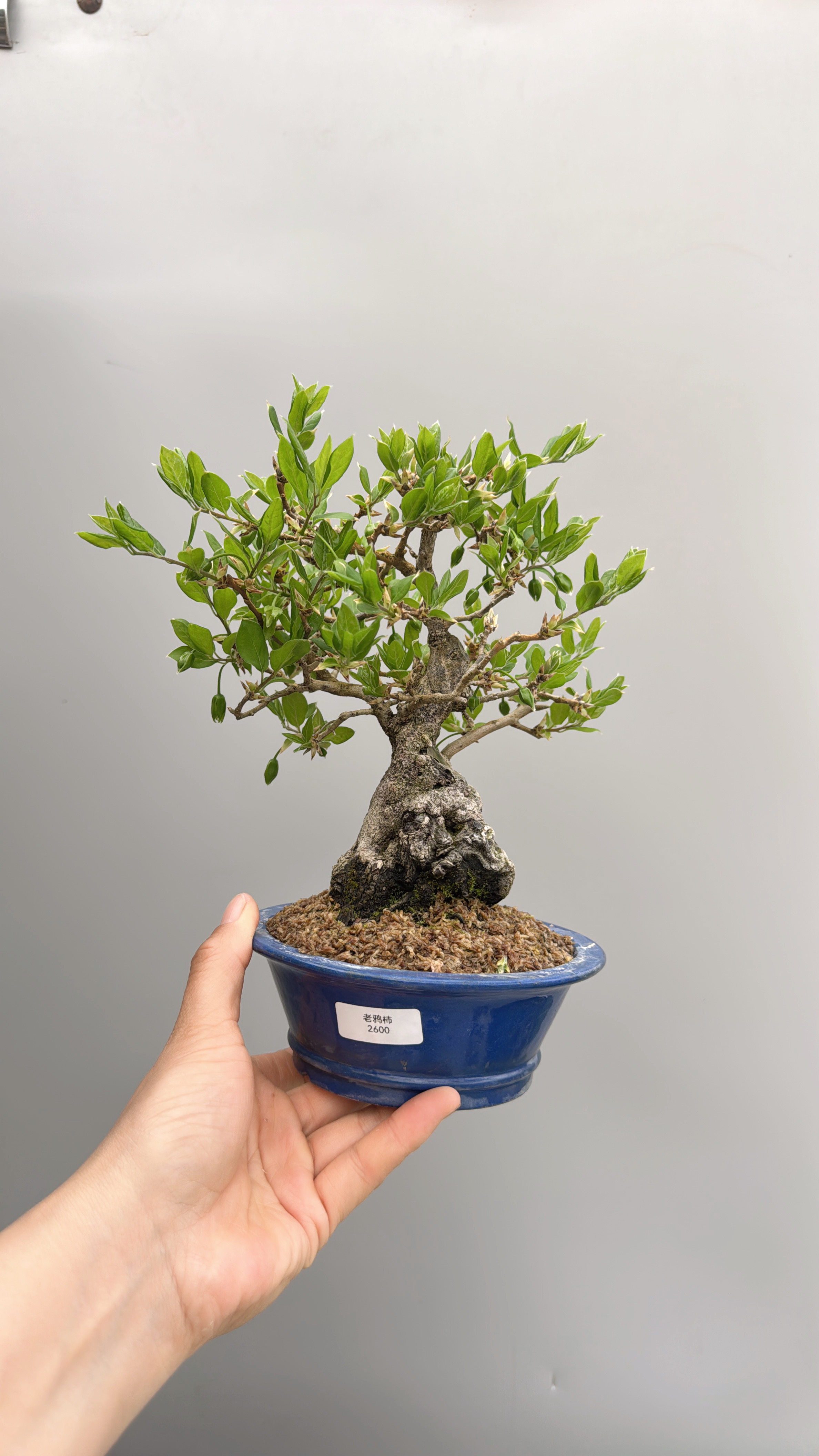 禅意日本进口都红老鸦柿原生微型盆景实物老桩精品小品绿植物花卉