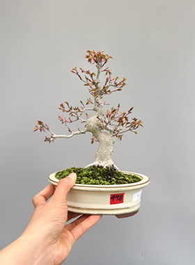 禅意日本进口原生红枫树山红叶文人大树型微型盆景盆栽实物好养