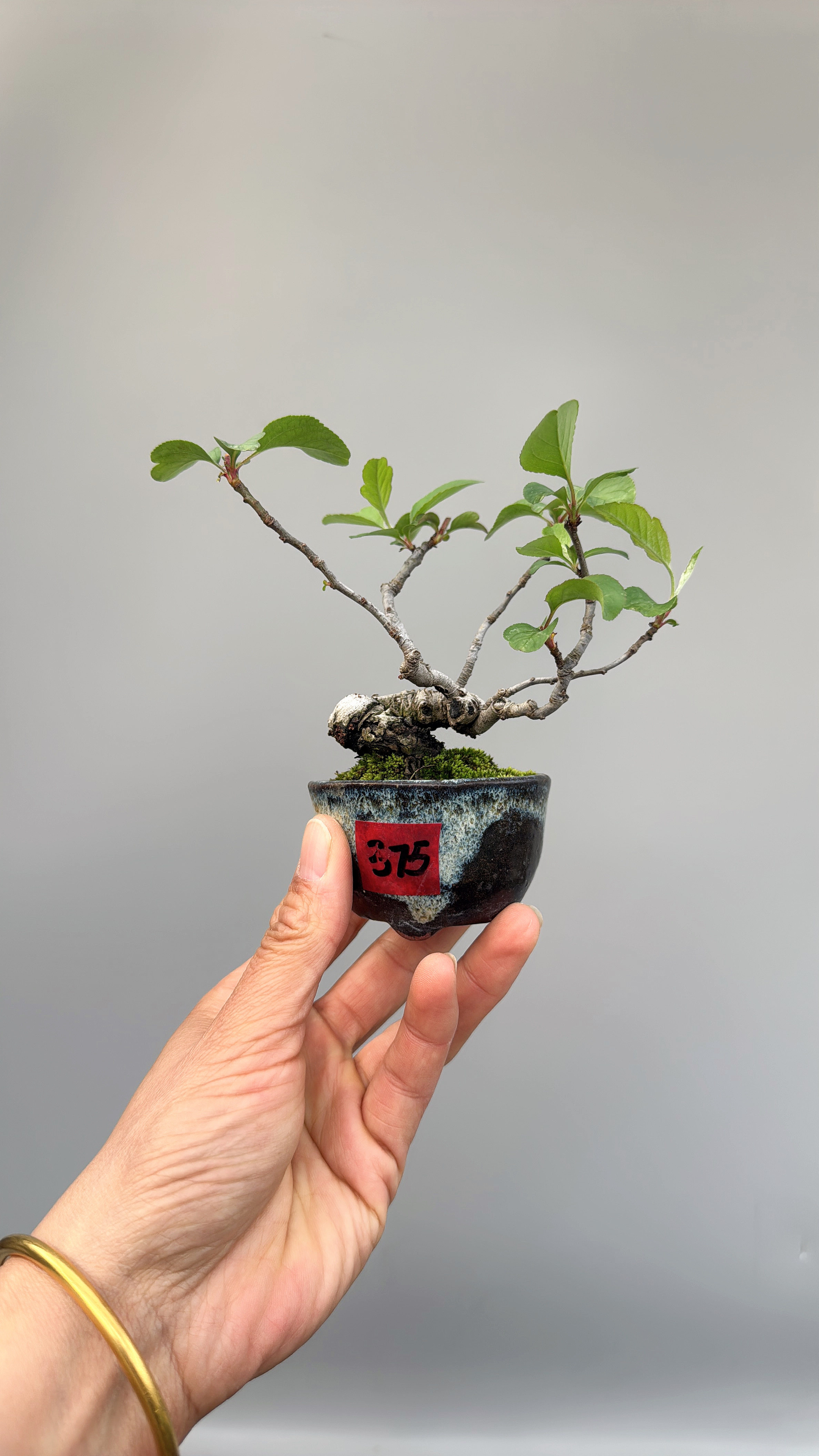 禅意日本进口海棠微型盆景小品掌上一手托结果实物老桩造型绿植