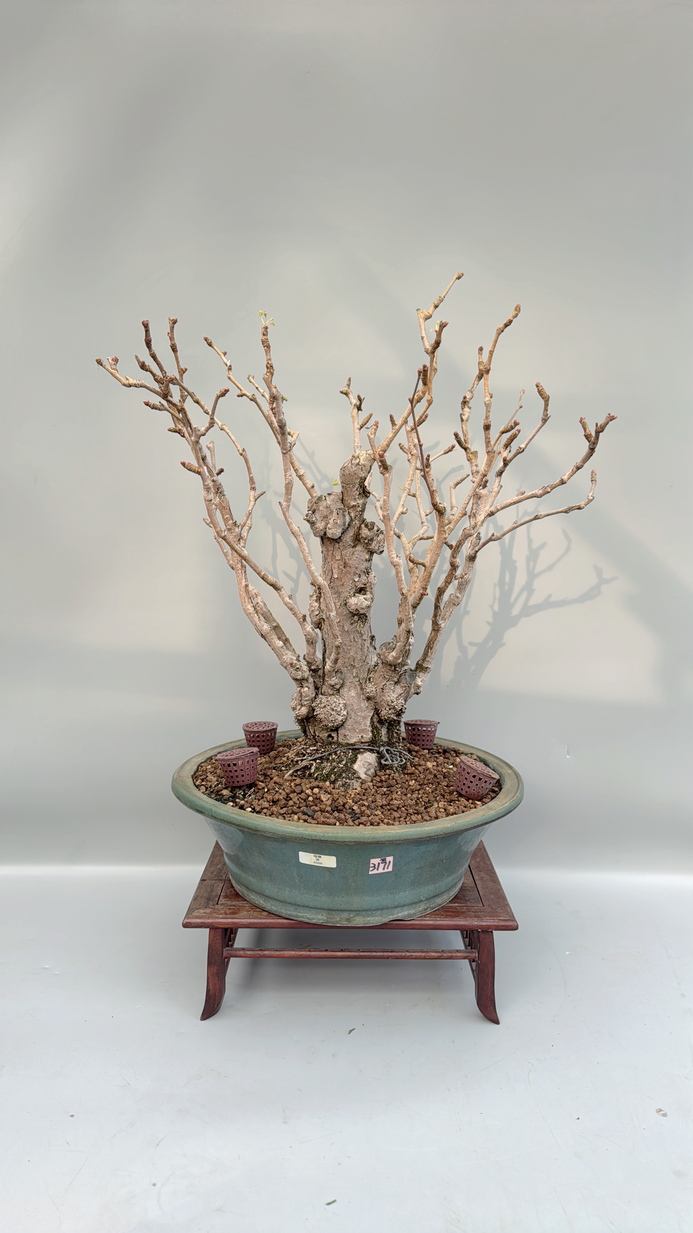 禅意日本姬母银杏结果中品盆景盆栽原生进口老桩精品实物阳台绿植