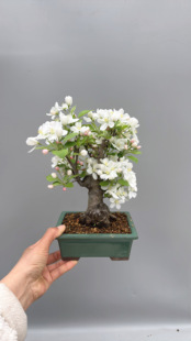 禅意日本进口姬苹果盆景结果老桩造型室内客厅办公室桌面绿植盆栽