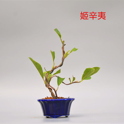 辛夷花盆栽价格 辛夷花盆栽图片 星期三