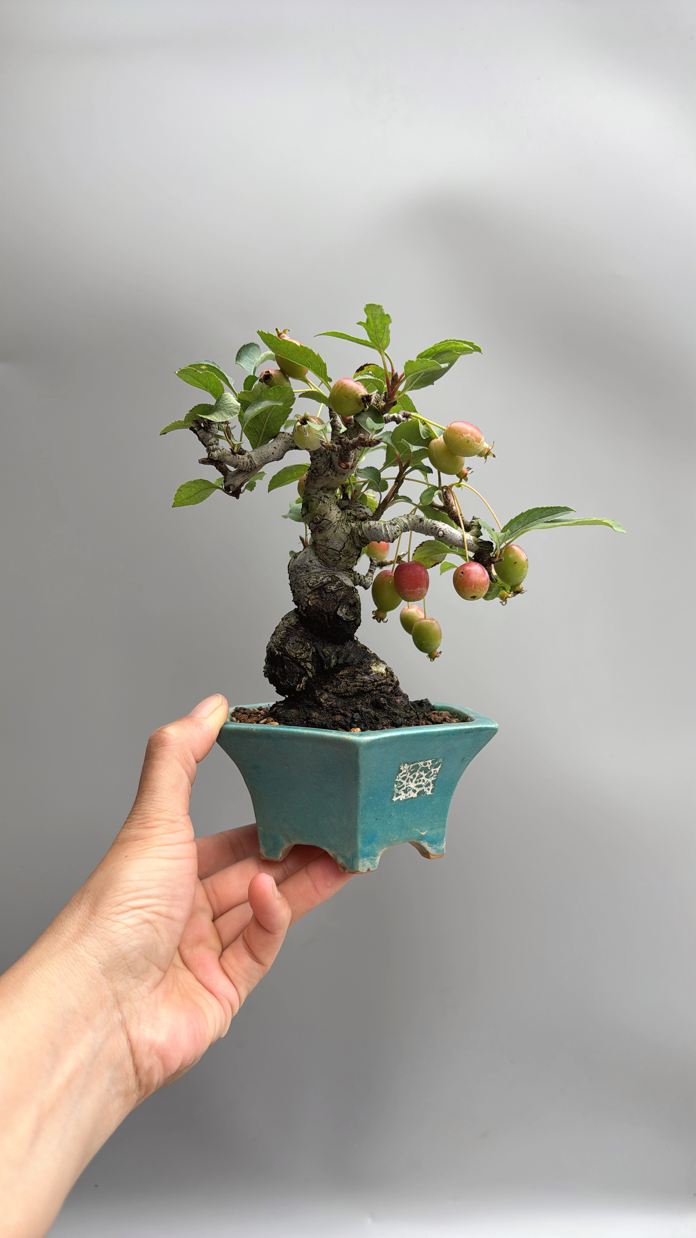 禅意日本姬美好苹果精品微型盆景老桩大根盘办公桌阳台绿植进口